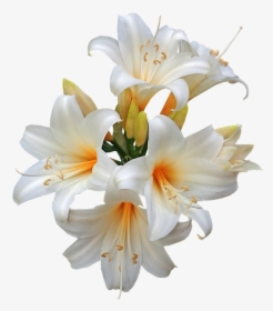 Belladonna, Lilies, Easter Lilies, Fragrant, Cut Out - Easter Lily Png, Transparent Png, Transparent PNG