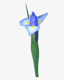 Dutch Iris, Bud, Flower - Dayflower, HD Png Download, Transparent PNG