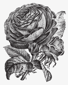 Bud Drawing Pink Rose - Illustration, HD Png Download, Transparent PNG