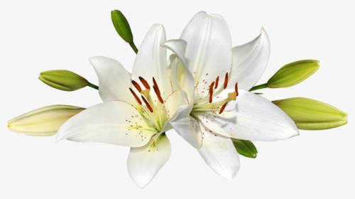 Easter Lily Png - Transparent Transparent Background Easter Lilies, Png Download, Transparent PNG