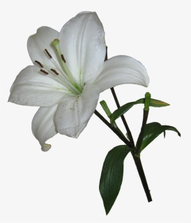 Easter Lily Lilium Candidum Arum-lily Garden Lilies - Lilies Transparent Background, HD Png Download, Transparent PNG