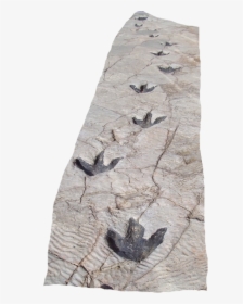 Reproduction Of Dinosaur Footprints In Science Museum - Dinosaur Footprint In Snow, HD Png Download, Transparent PNG