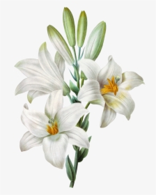Watercolor Easter Lilium Painting Tiger Candidum Lily - Lilies Png, Transparent Png, Transparent PNG
