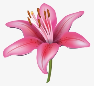 Pink Lily Flower Png Clipart Image - Lily Flower Vector Png, Transparent Png, Transparent PNG