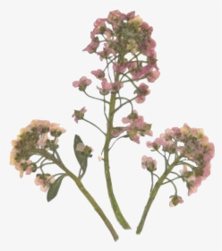 #flowers #png #pngsticker #tumblr #arthoe #pressedflowers - Pressed Flowers Png, Transparent Png, Transparent PNG