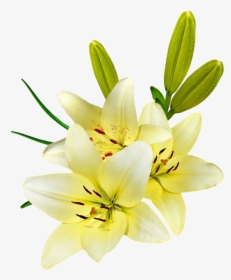 Tiger Lily - Giglio Fiore Sfondo Bianco, HD Png Download, Transparent PNG