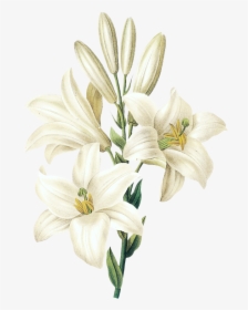 Flower Drawing White Lily , Png Download - White Lily Flower Png, Transparent Png, Transparent PNG