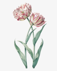 #flower #spring #pink #green #png #free #kpopedit - Vintage Tulip Tulip Botanical Illustration, Transparent Png, Transparent PNG
