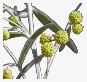 Artemisia Flowers Png Image File - Anthurium, Transparent Png, Transparent PNG