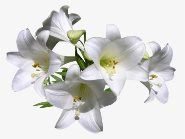 Transparent Lily Png - Transparent White Lilies Png, Png Download, Transparent PNG
