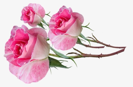 Flowers, Pink, Roses, Bud, Stems Fragrant, Cut Out - Garden Roses, HD Png Download, Transparent PNG