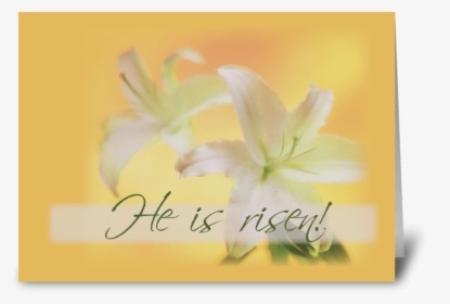 Risen Easter Lilies Greeting Card - Lily, HD Png Download, Transparent PNG