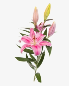 Easter Lily Lilium Stargazer - Tiger Lily Flower Png Transparent, Png Download, Transparent PNG