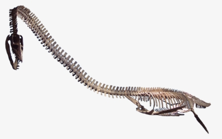 Transparent Fossils Clipart - Elasmosaurus Antarctica, HD Png Download, Transparent PNG