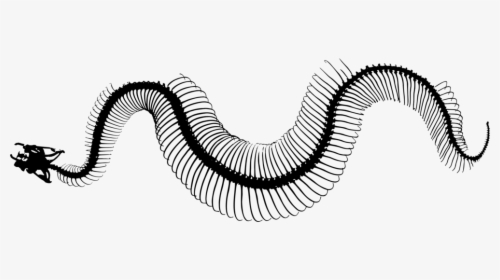 Invertebrate Snakes Line Art Silhouette Snake Skeleton - Snakes Skeleton Black And White, HD Png Download, Transparent PNG