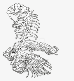 752 X 1063 - Snake Skeleton Line Drawings, HD Png Download, Transparent PNG