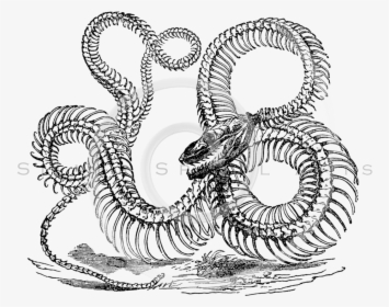 Snake Skeleton Transparent Background , Png Download - Snake Skeleton Drawing, Png Download, Transparent PNG