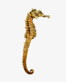 Seahorse Skeleton Png Image - Sea Horse Png, Transparent Png, Transparent PNG