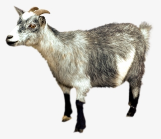 Iphone 6 Plus Altai Mountain Goat Sheep - Mountain Goat Png, Transparent Png, Transparent PNG