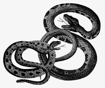 Kingsnake,reptile,boa Constrictor - Snakes Vintage, HD Png Download, Transparent PNG