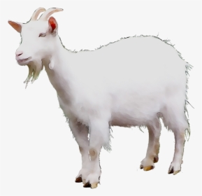 Mountain Goat Sheep Cattle Terrestrial Animal - Kambing Png, Transparent Png, Transparent PNG