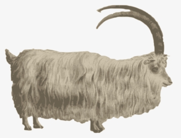 Gafr Mynydd Medium Image - Mountain Goat Png, Transparent Png, Transparent PNG