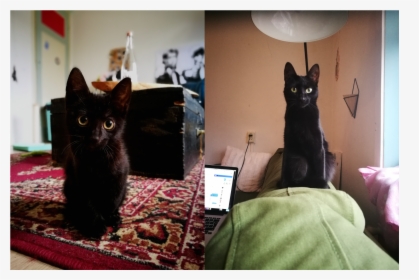 Black Cat Ears Png, Transparent Png, Transparent PNG