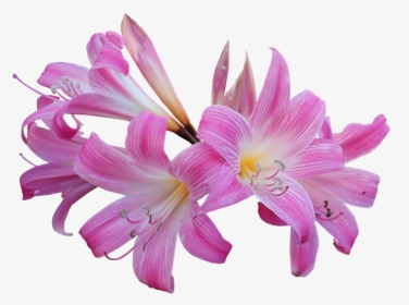 Lily, Belladonna, Easter Lily, Fragrant, Flower, Bulb - Belladonna Lily Png, Transparent Png, Transparent PNG