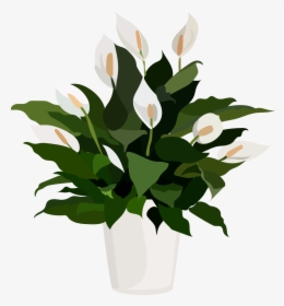 Peace Lily Flower, HD Png Download, Transparent PNG