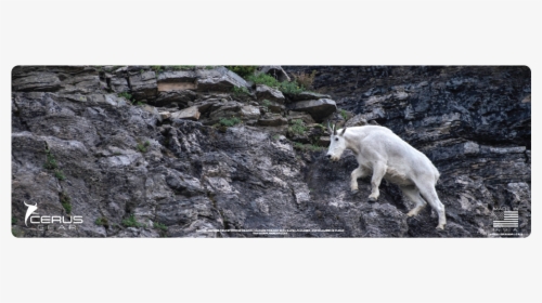 Mountain Goat Rifle Promat - Mountain Goat, HD Png Download, Transparent PNG