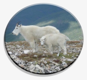 Mountain Goat, HD Png Download, Transparent PNG