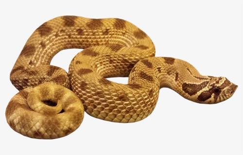Hognose Anaconda Snake Image With Transparent Background - Anaconda Transparent Background, HD Png Download, Transparent PNG