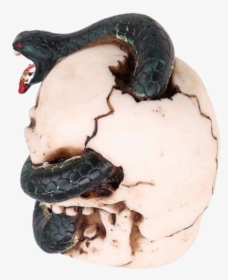 Boa Constrictor, HD Png Download, Transparent PNG