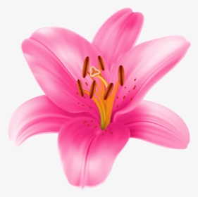 Lily Flower Clipart At Getdrawings - Pink Lily Flower Png, Transparent Png, Transparent PNG