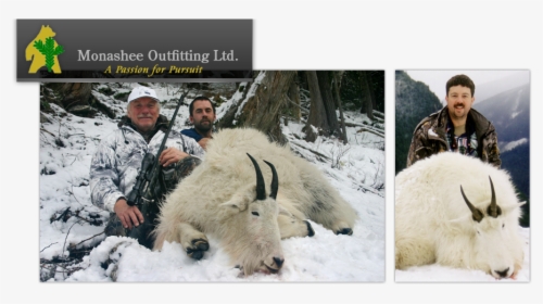 Monashee Outfitting Ltd - Mountain Goat, HD Png Download, Transparent PNG