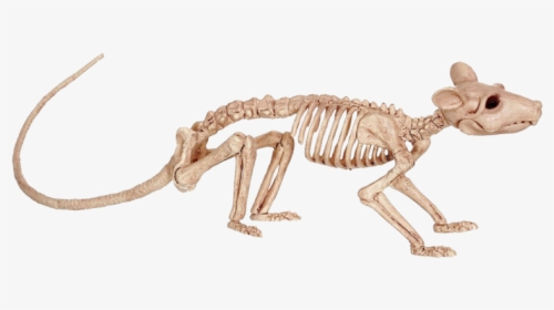 Rat Skeleton, HD Png Download, Transparent PNG