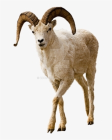 Mountain Goat No Background, HD Png Download, Transparent PNG