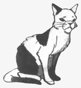 Warriors Wiki - Domestic Short-haired Cat, HD Png Download, Transparent PNG