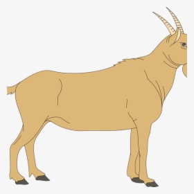 Animal Clipart Goat - Blank Ruminant Digestive System, HD Png Download, Transparent PNG