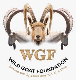 Logo Design By M79 For Wild Goat Foundation - Mountain Goat, HD Png Download, Transparent PNG