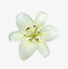 6 Png - White Lily Transparent Png, Png Download, Transparent PNG