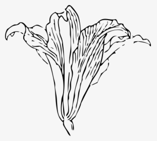 Outline Pictures Easter Lilies - Gray Calla Lily Png, Transparent Png, Transparent PNG