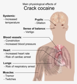 Physiological Effects Of Crack Cocaine - Crack Does To Your Body, HD Png Download, Transparent PNG