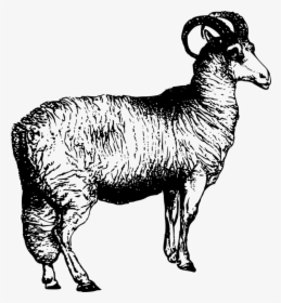 Livestock,monochrome Photography,horn - Sheep, HD Png Download, Transparent PNG