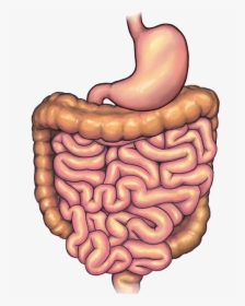 Stomach Before Bariatric Weight Loss Surgery - Illustration, HD Png Download, Transparent PNG