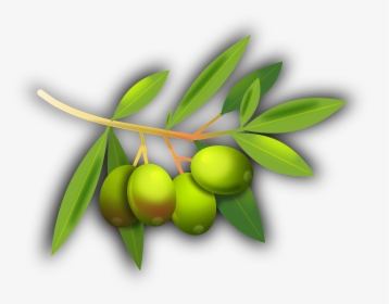 Olive Fruit Transparent, HD Png Download, Transparent PNG