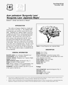 Sophora Princeton Upright Tree, HD Png Download, Transparent PNG