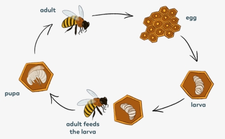 Bee-cycle - Bees Cycle, HD Png Download, Transparent PNG