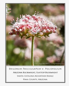 Swft01 - Brittlebush Swft02 - Buckwheat - Milkweed - Milkweed, HD Png Download, Transparent PNG