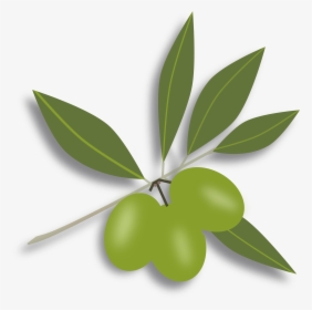 28 Collection Of Green Olive Clipart - オリーブ イラスト フリー 素材, HD Png Download, Transparent PNG